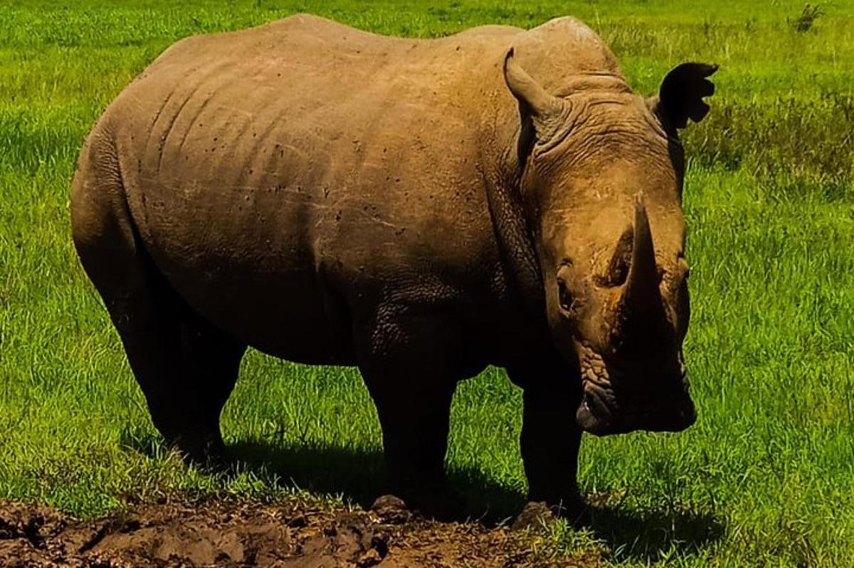 um rinoceronte parado em um campo de grama