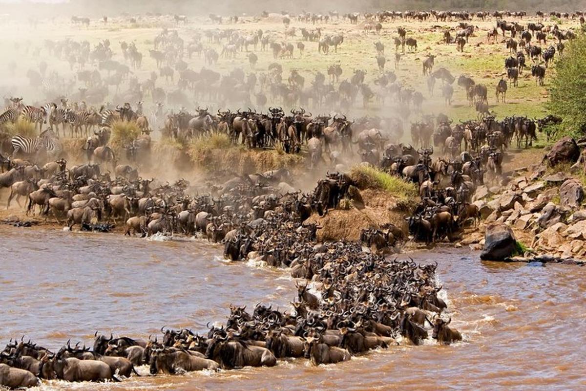 eine große Herde Tiere, die einen Fluss überqueren
