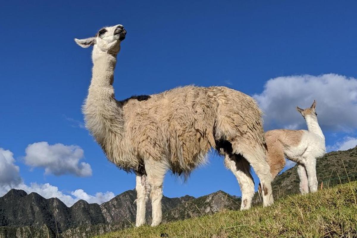 dua llama berdiri di atas bukit