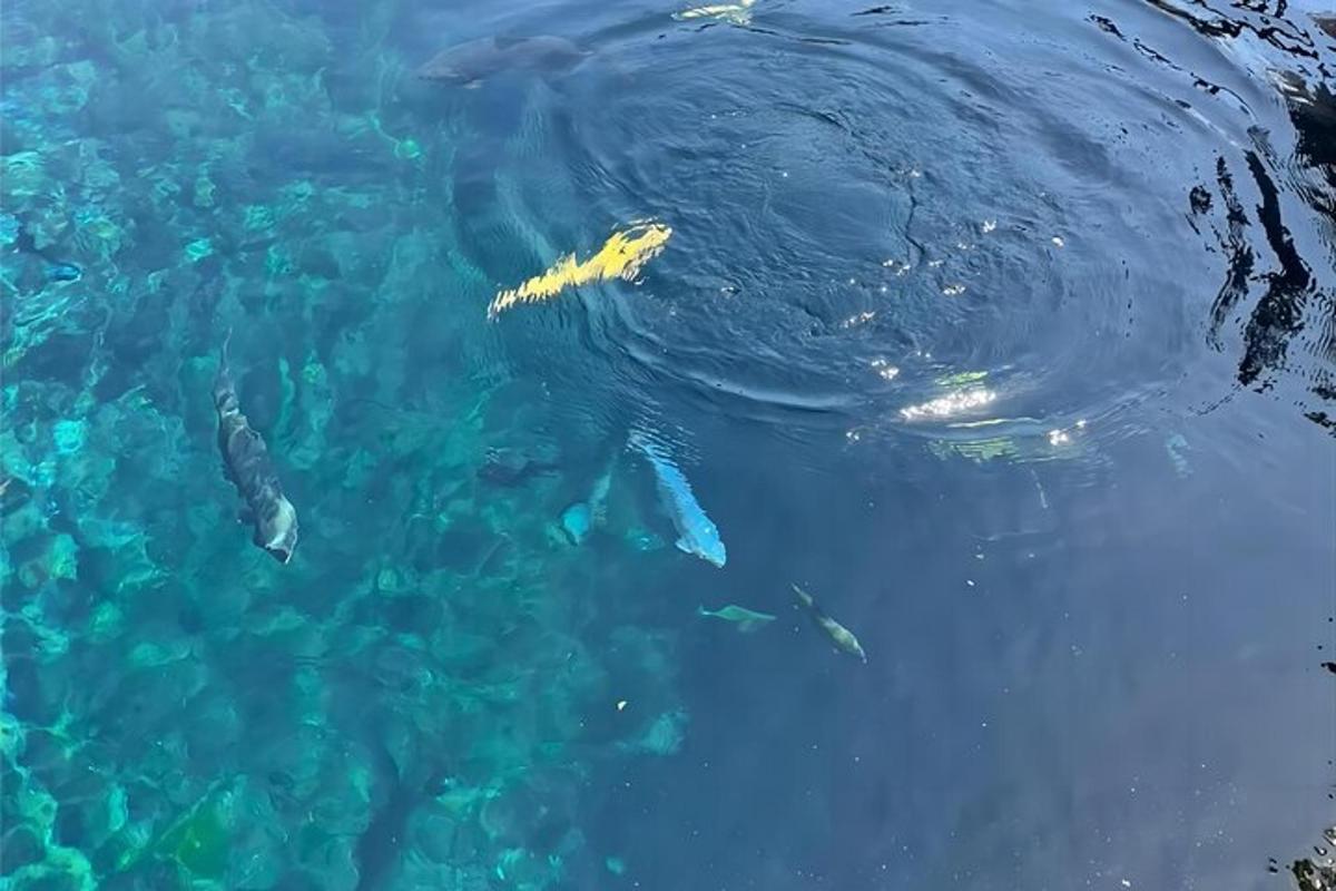 seekor paus yang mengambang di air di samping sekelompok ikan