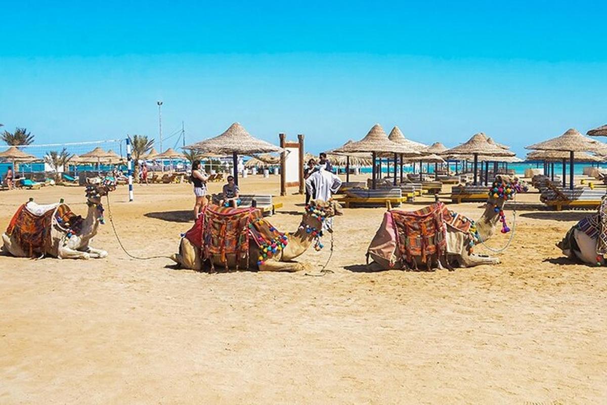 a group of camels on a beach with umbrellas