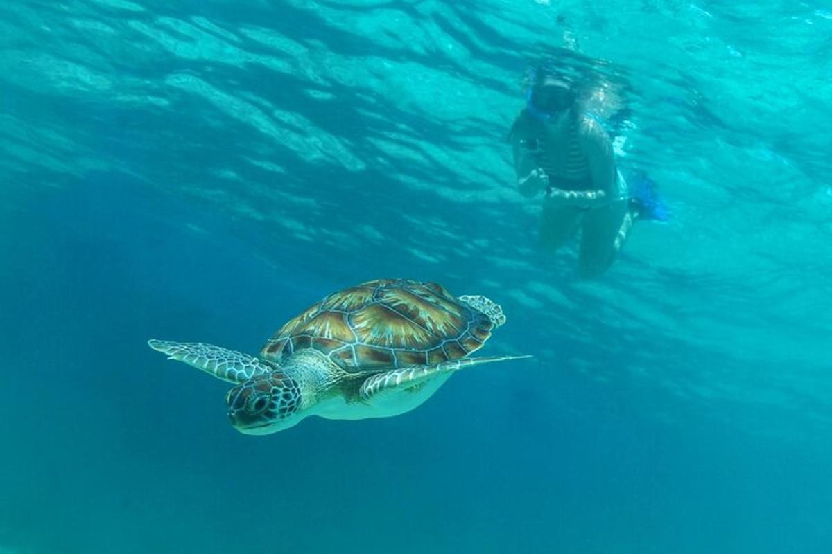 isang sea turtle na lumalangoy sa tabi ng isang tao sa tubig