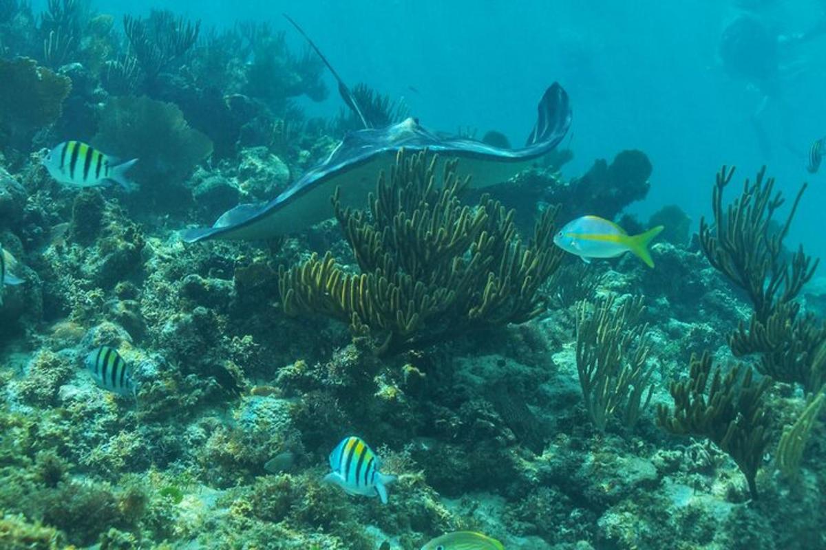 isang pating at isda sa isang coral reef