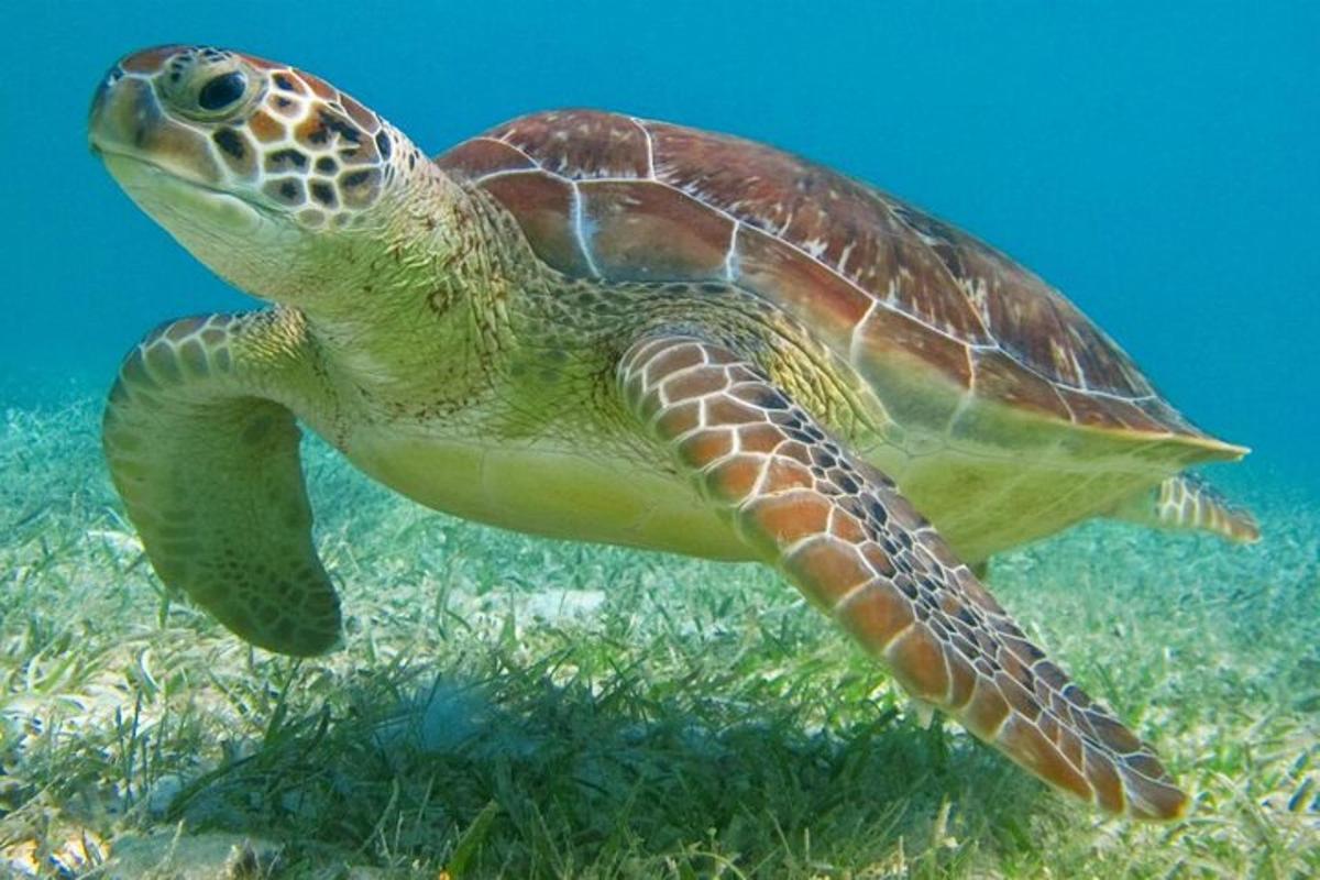 uma tartaruga marinha verde nadando no oceano