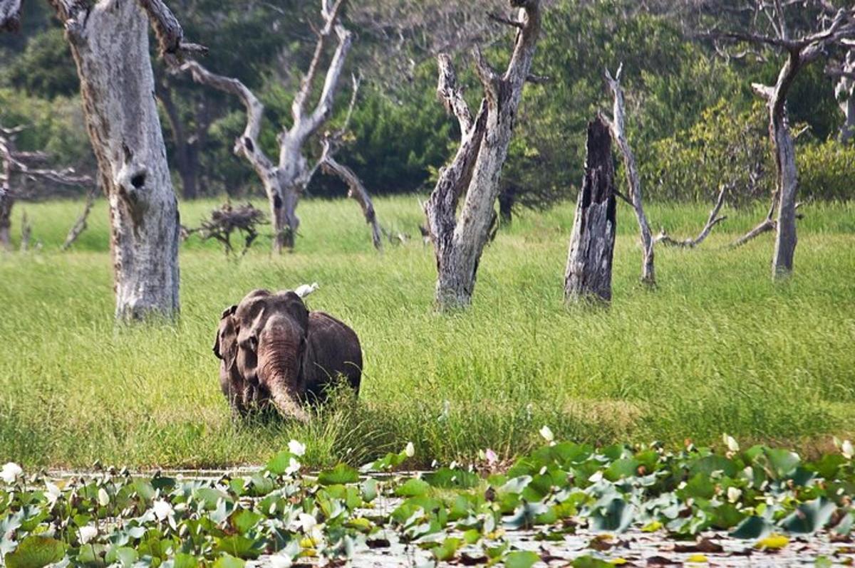 an elephant walking through a field of tall grass