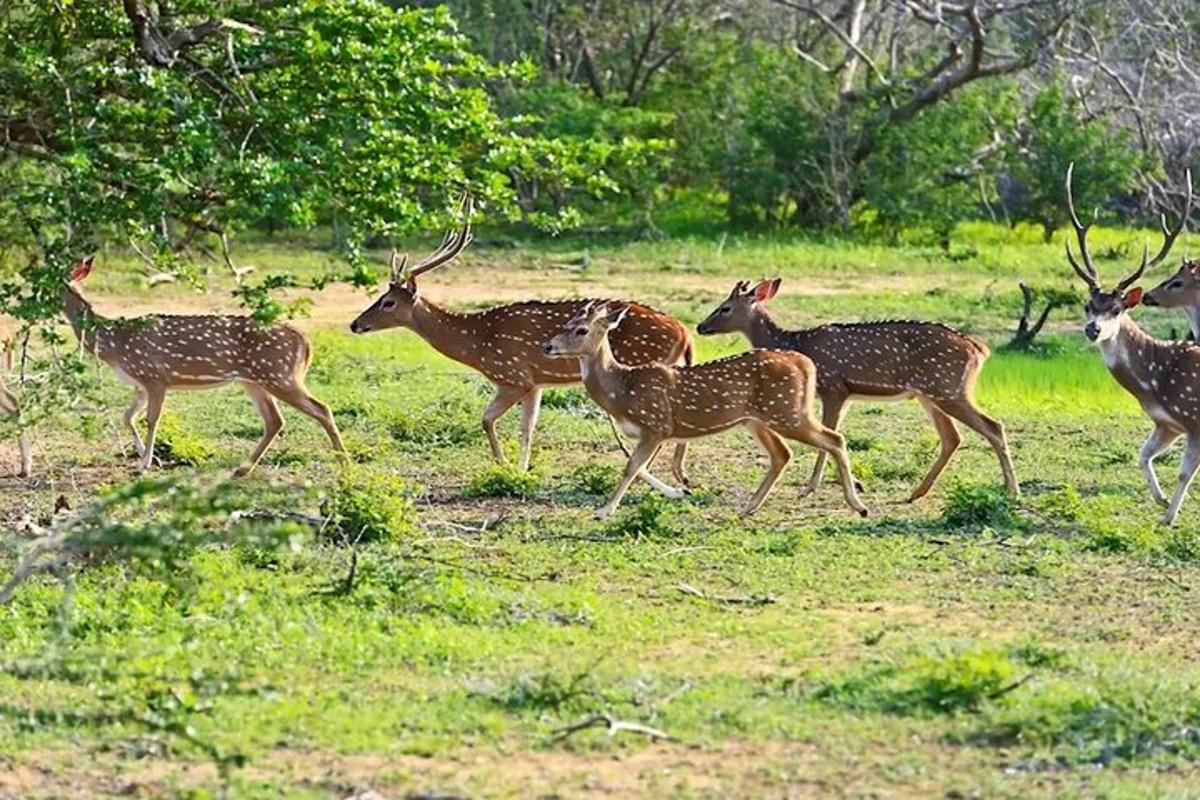 a group of deer running in a field