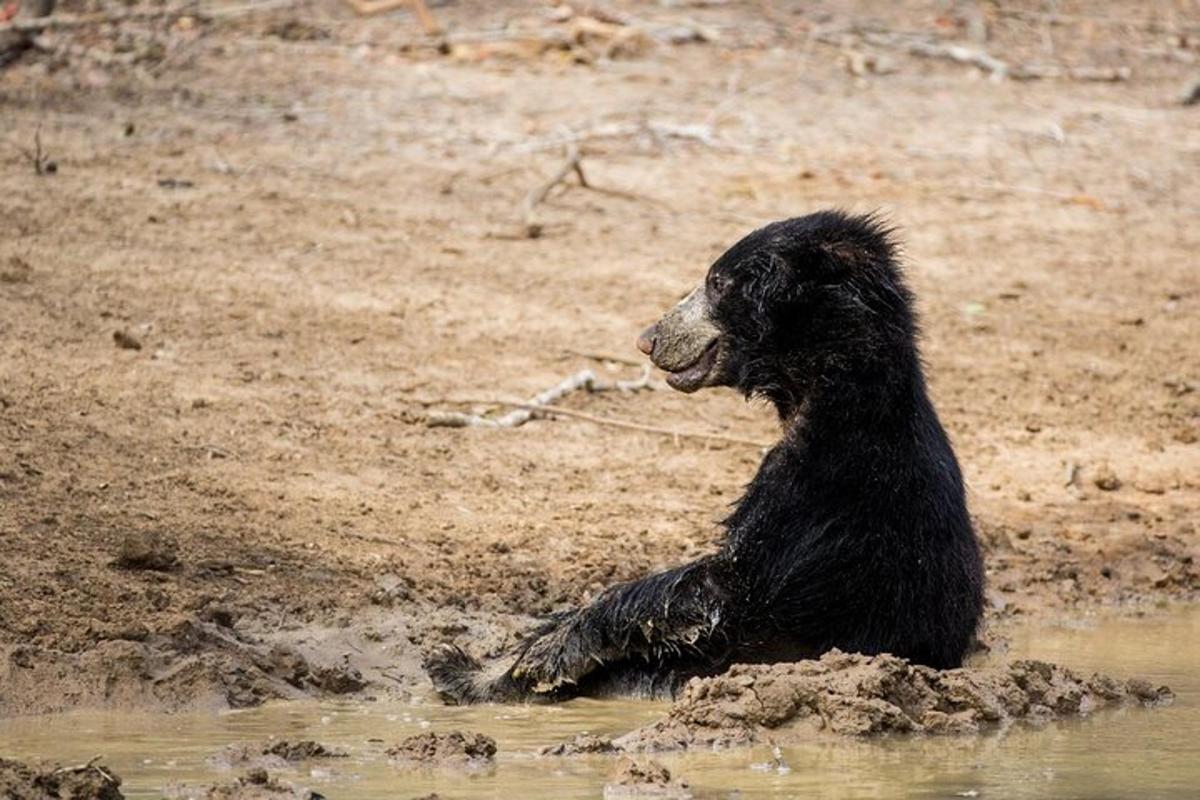 a black dog sitting in the mud