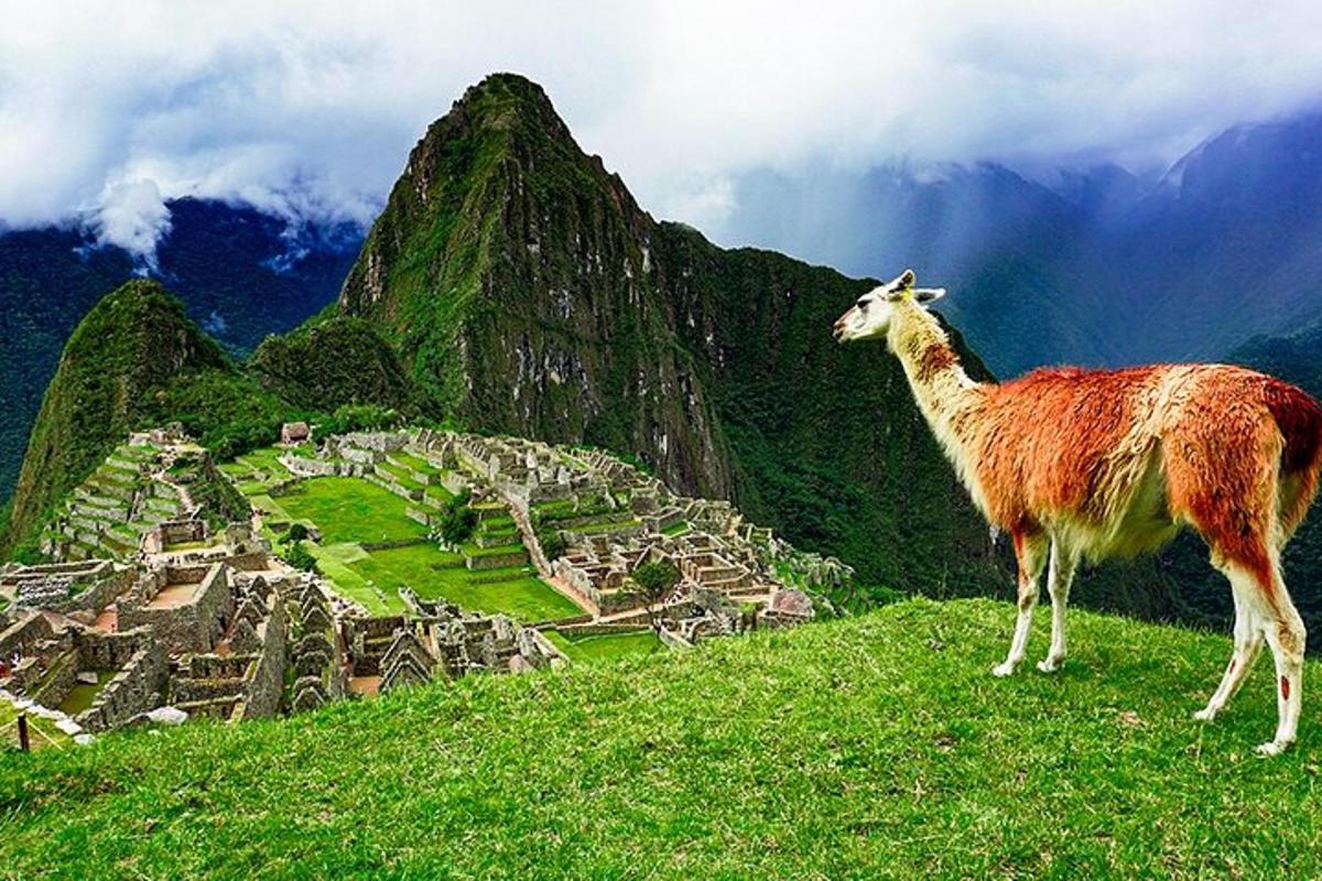 un lama debout au sommet d'une colline avec un village