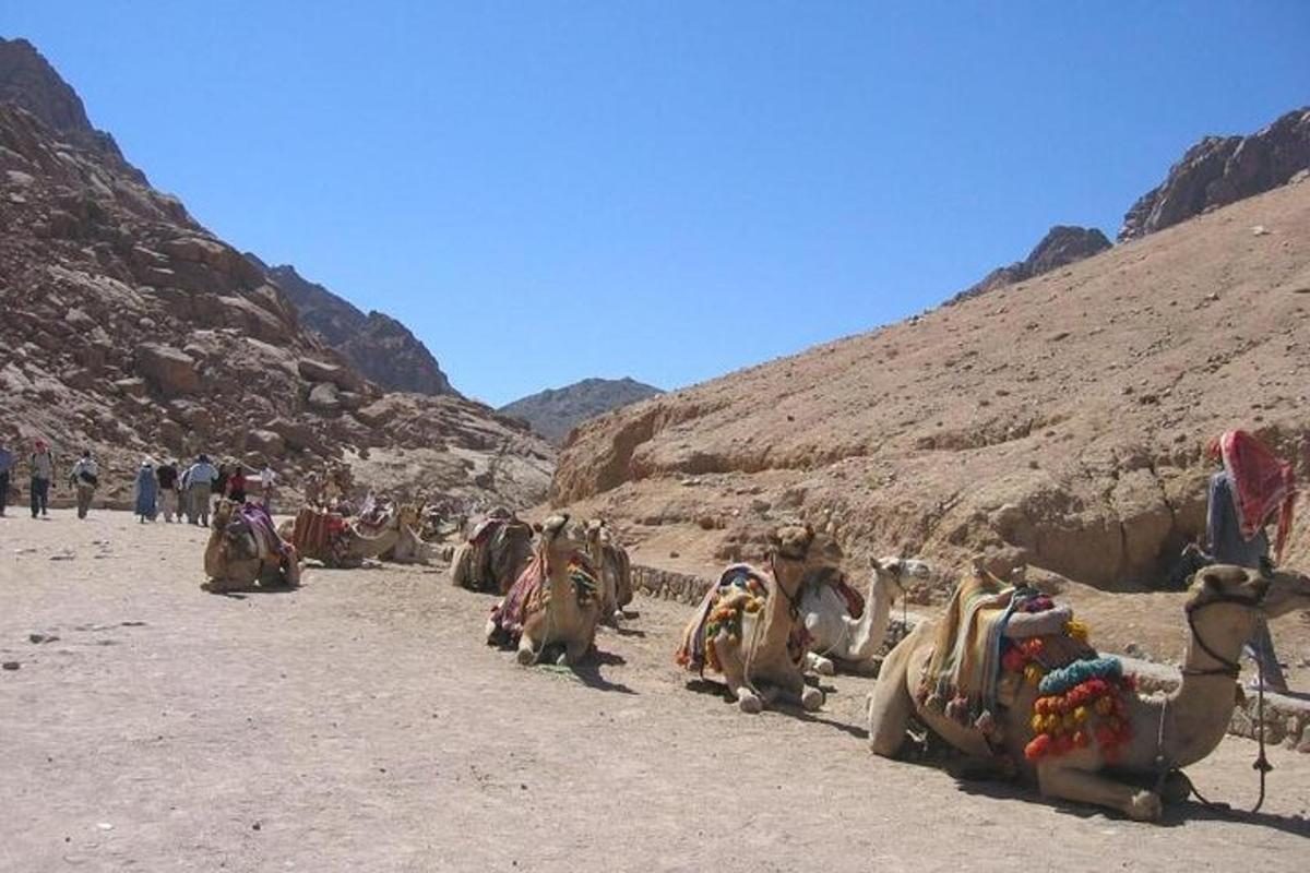 un gruppo di animali seduti nel deserto