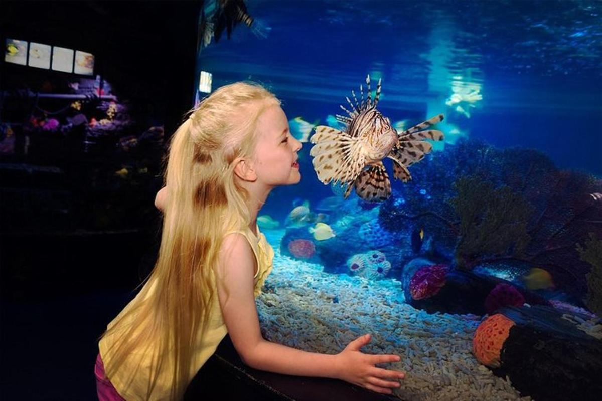 a little girl looking at a fish in an aquarium