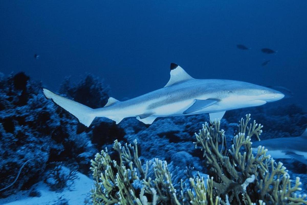 a shark swimming over a coral reef