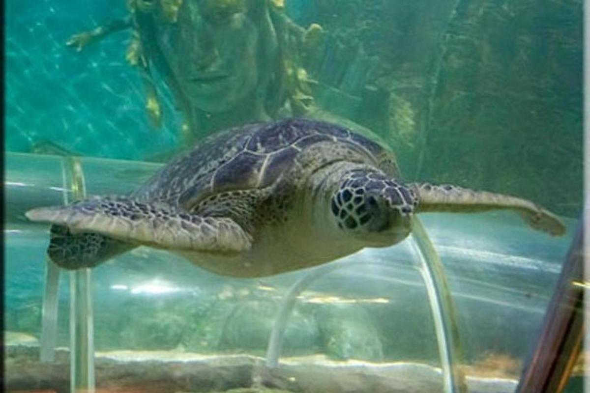 a green sea turtle swimming in an aquarium