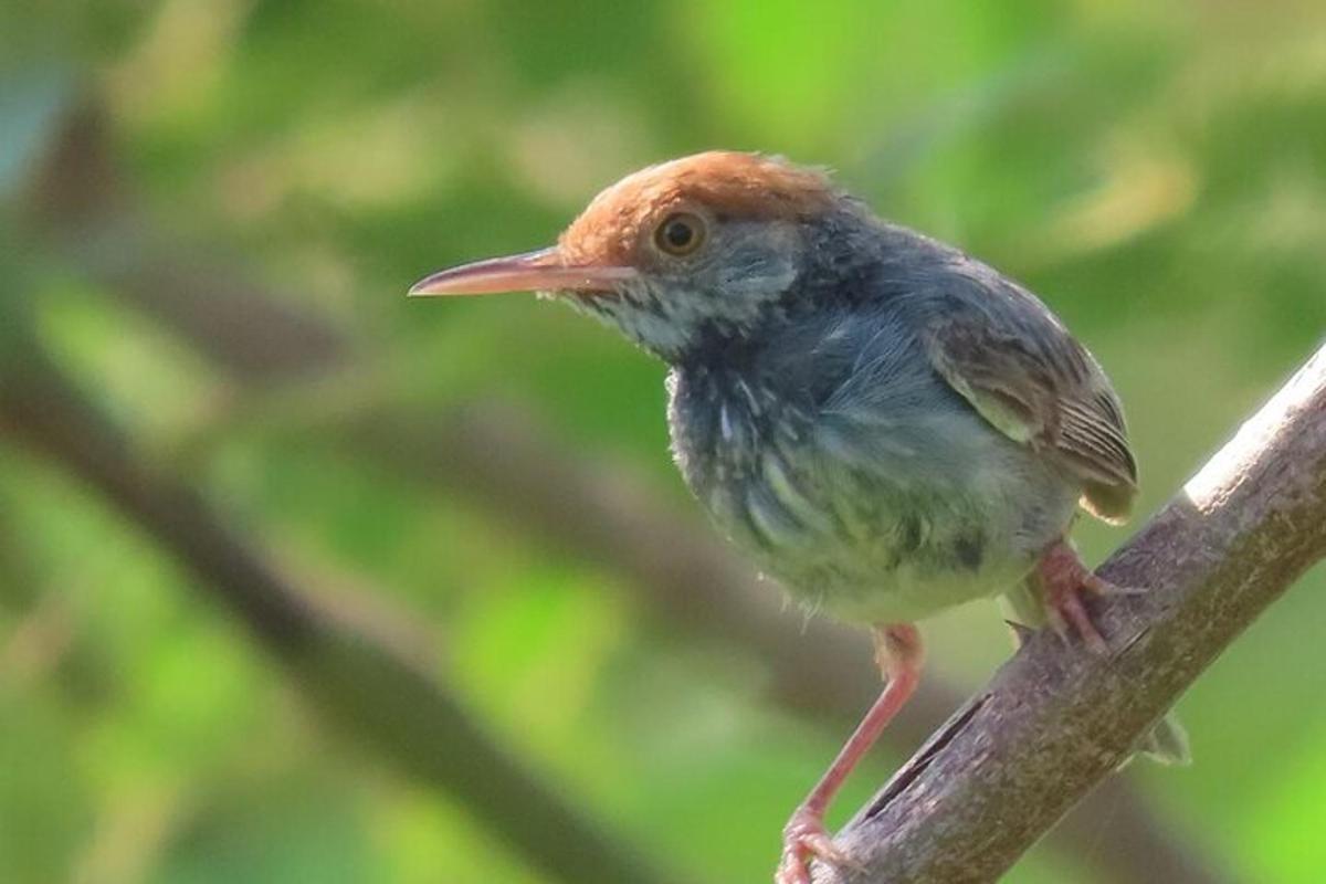 un petit ocell posat en una branca d'arbre