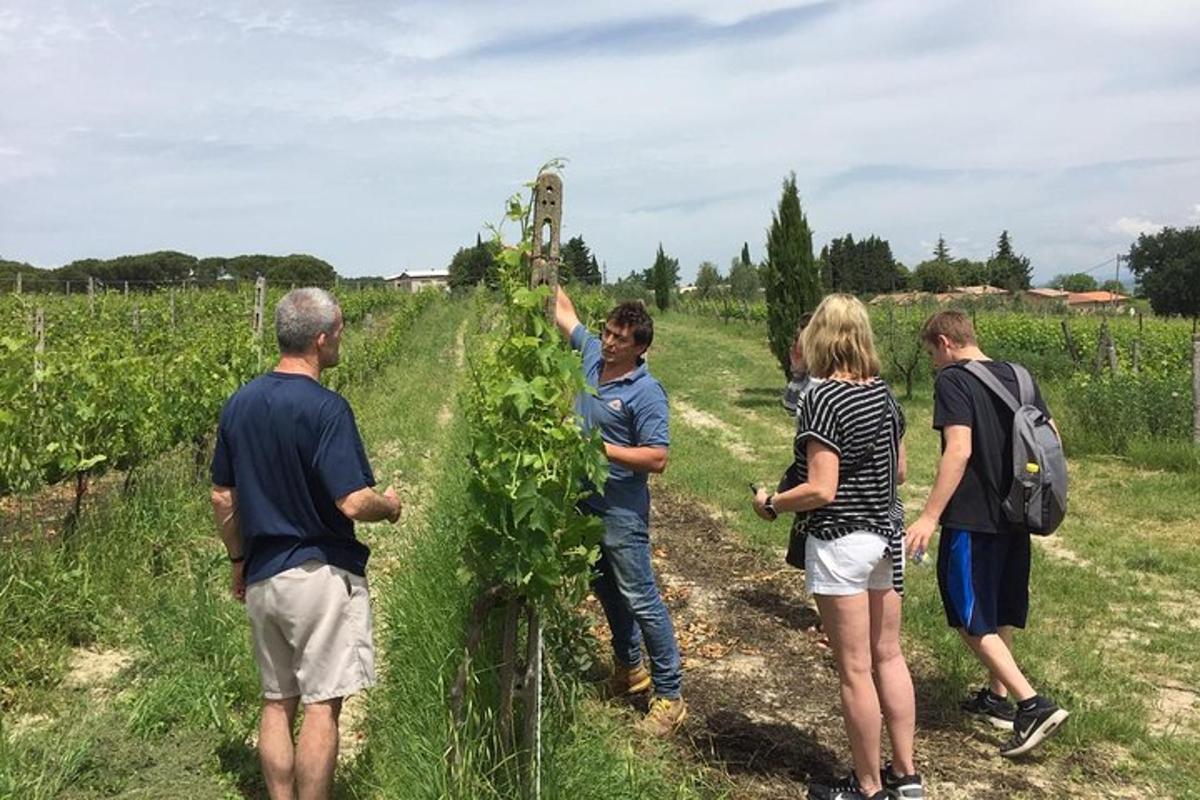 a group of people standing in a vineyard picking grapes