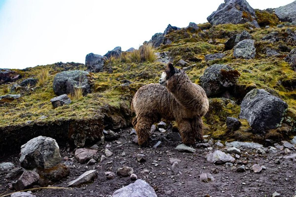 duas lhamas em pé no topo de uma montanha rochosa