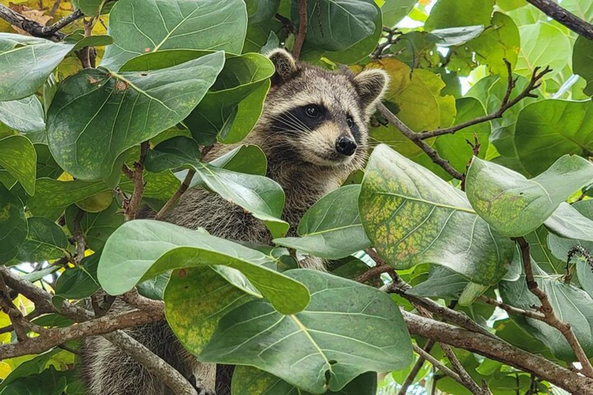 Un bebé mapache está sentado en un árbol