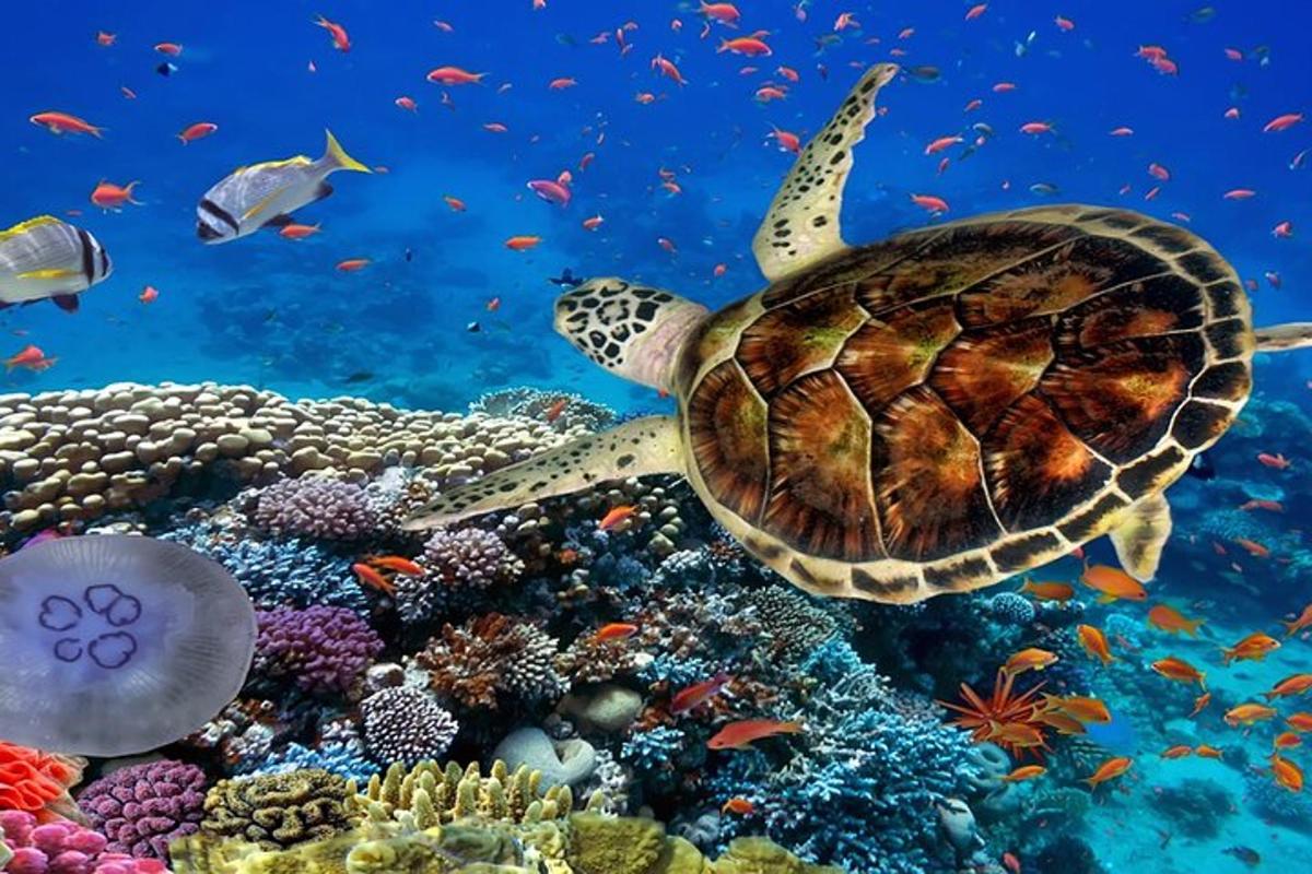 una tartaruga marina che nuota sopra una barriera corallina