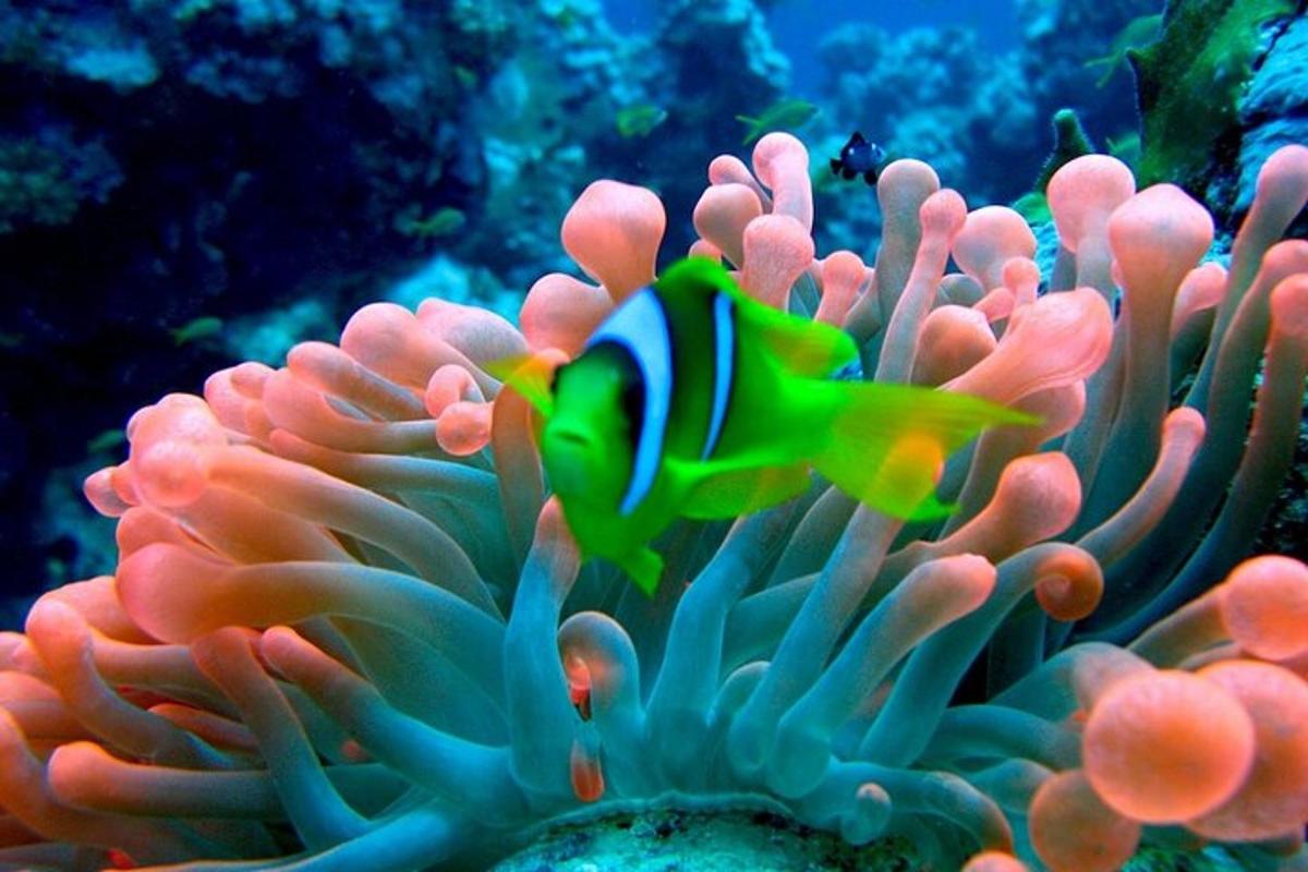 un pesce colorato in una barriera corallina