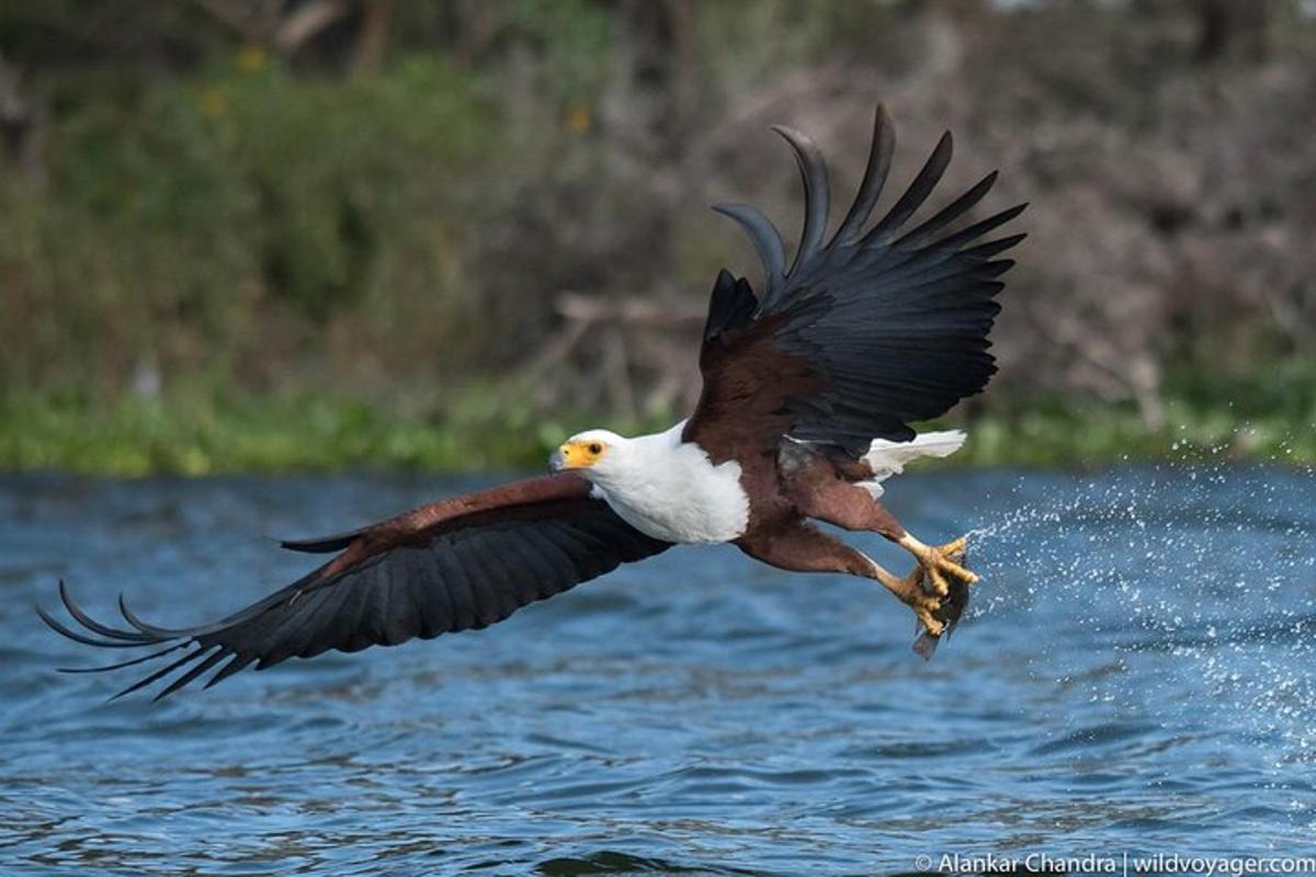 burung terbang di atas air dengan ikan di cakarnya