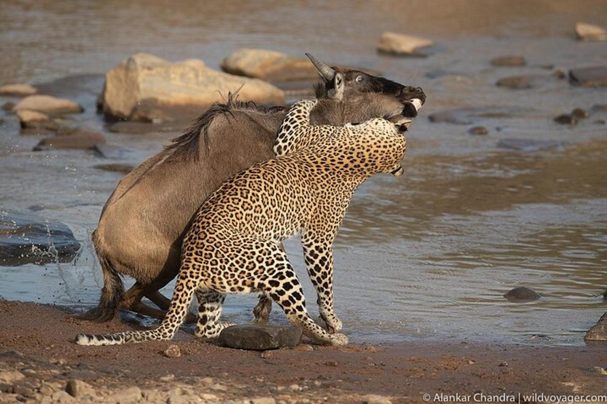 cheetah dan seladang bermain antara satu sama lain