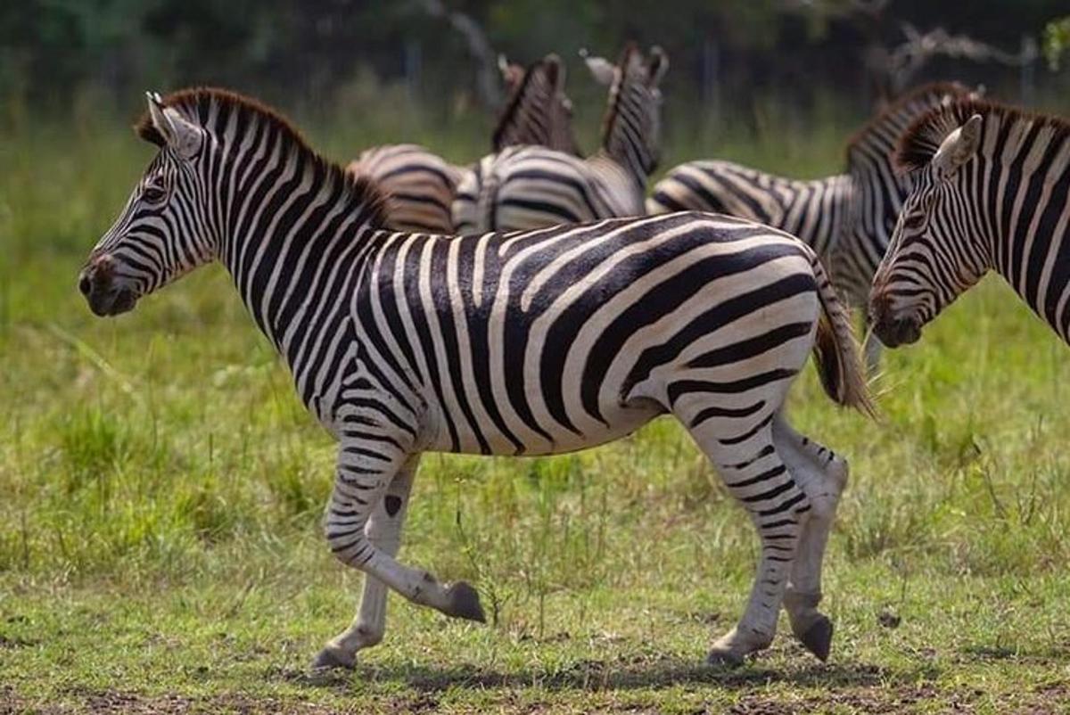 una mandria di zebre che corre in un campo