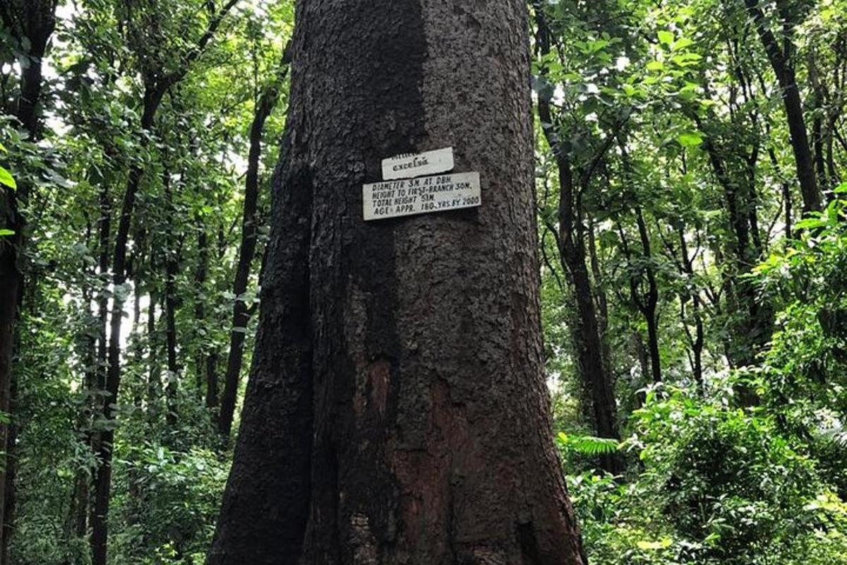 uma árvore com dois sinais em uma floresta