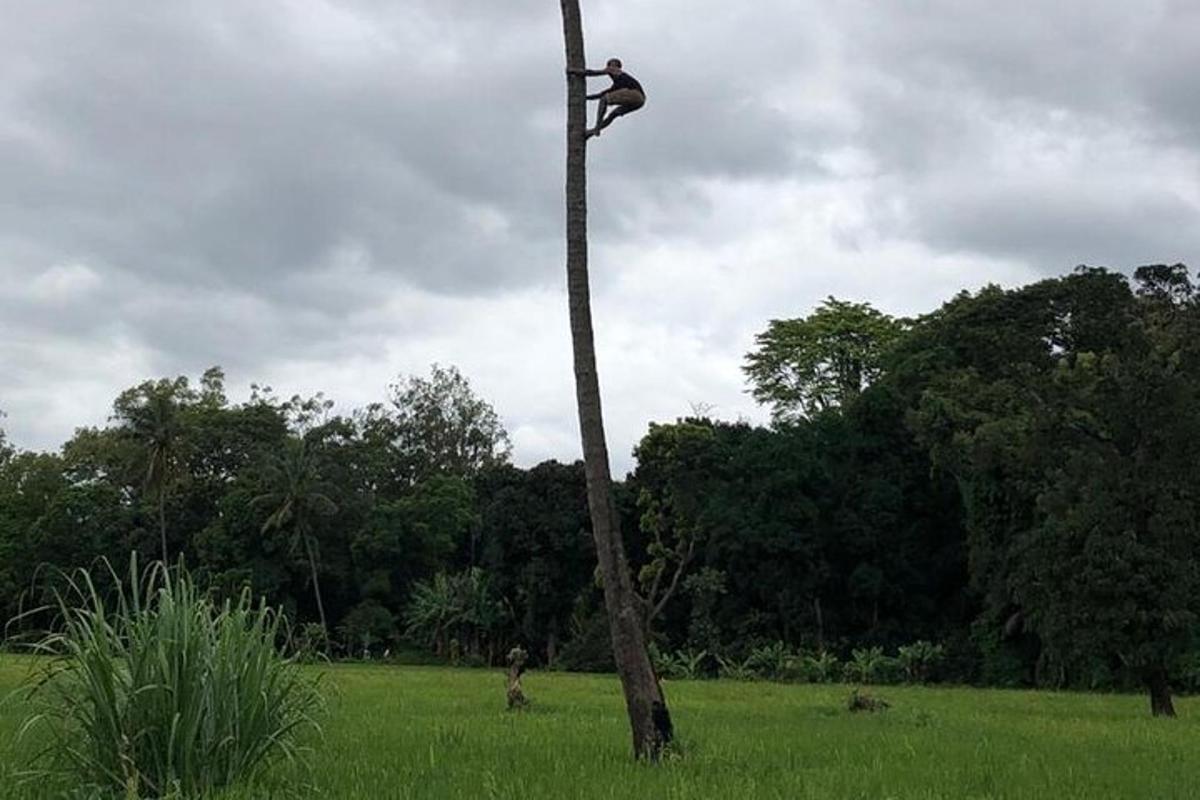 um pássaro pousado no topo de uma árvore