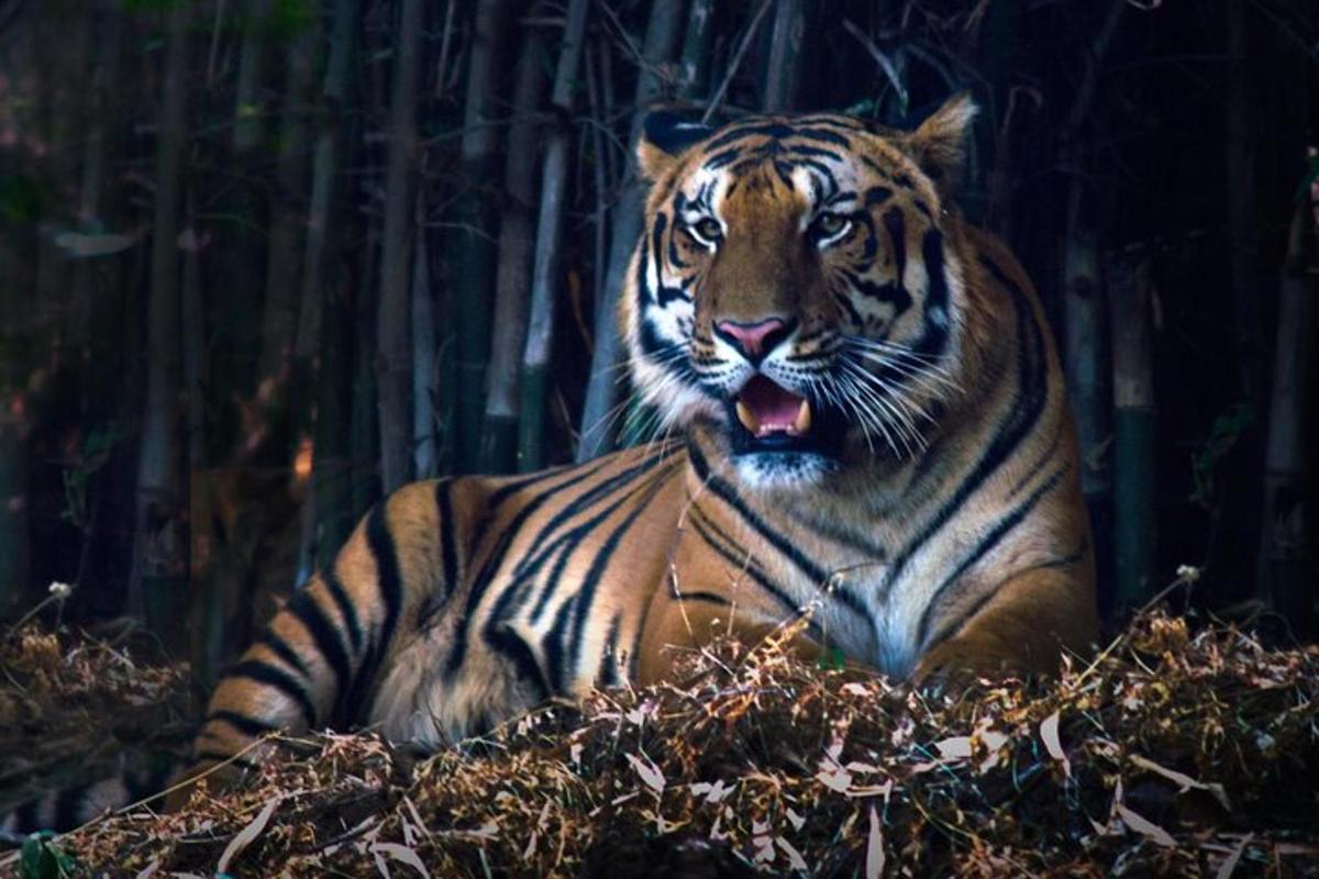 a tiger laying on the ground in a forest