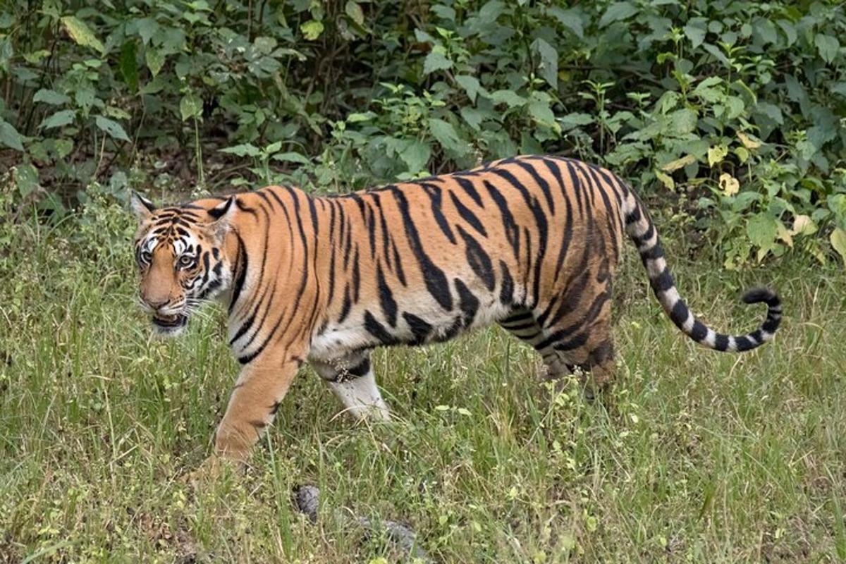 a tiger walking through a field of tall grass
