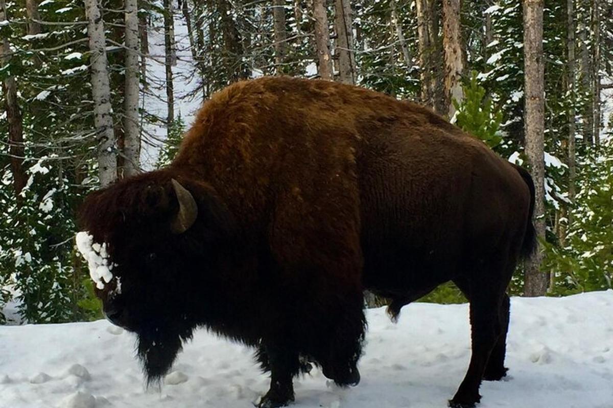 a buffalo standing in the snow in the woods