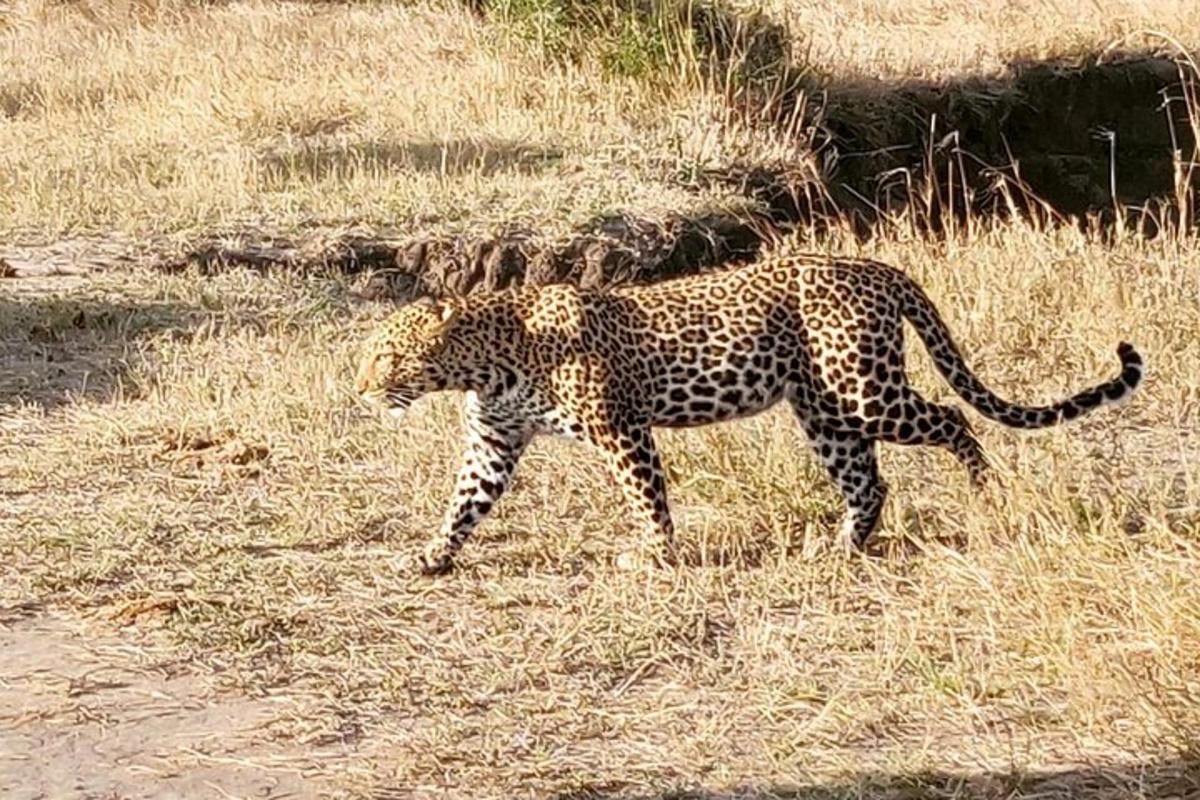 un leopardo che cammina nell'erba in un campo