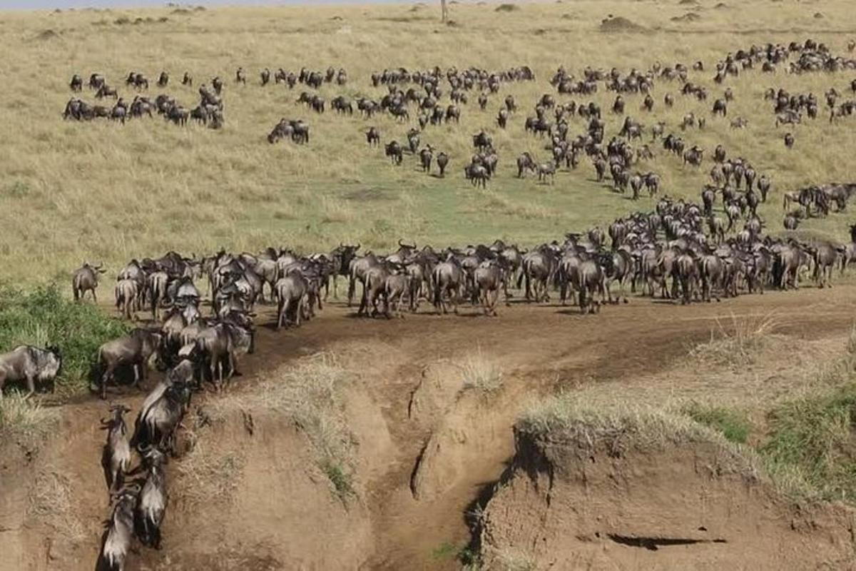 o turmă mare de animale traversând un drum de pământ