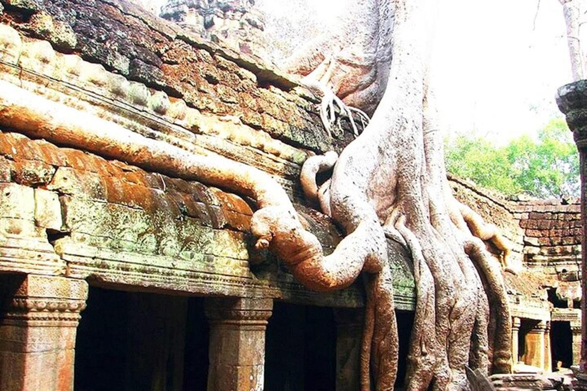 pokok yang tumbuh di tepi bangunan