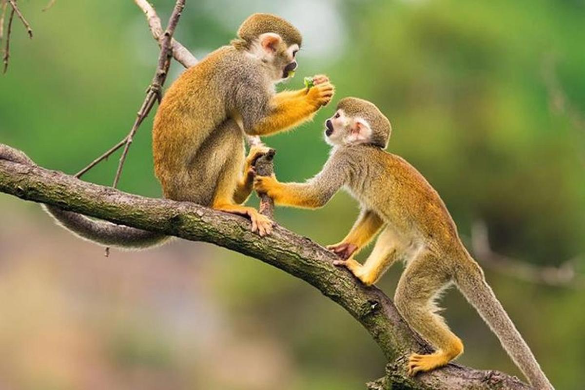two monkeys are sitting on a tree branch