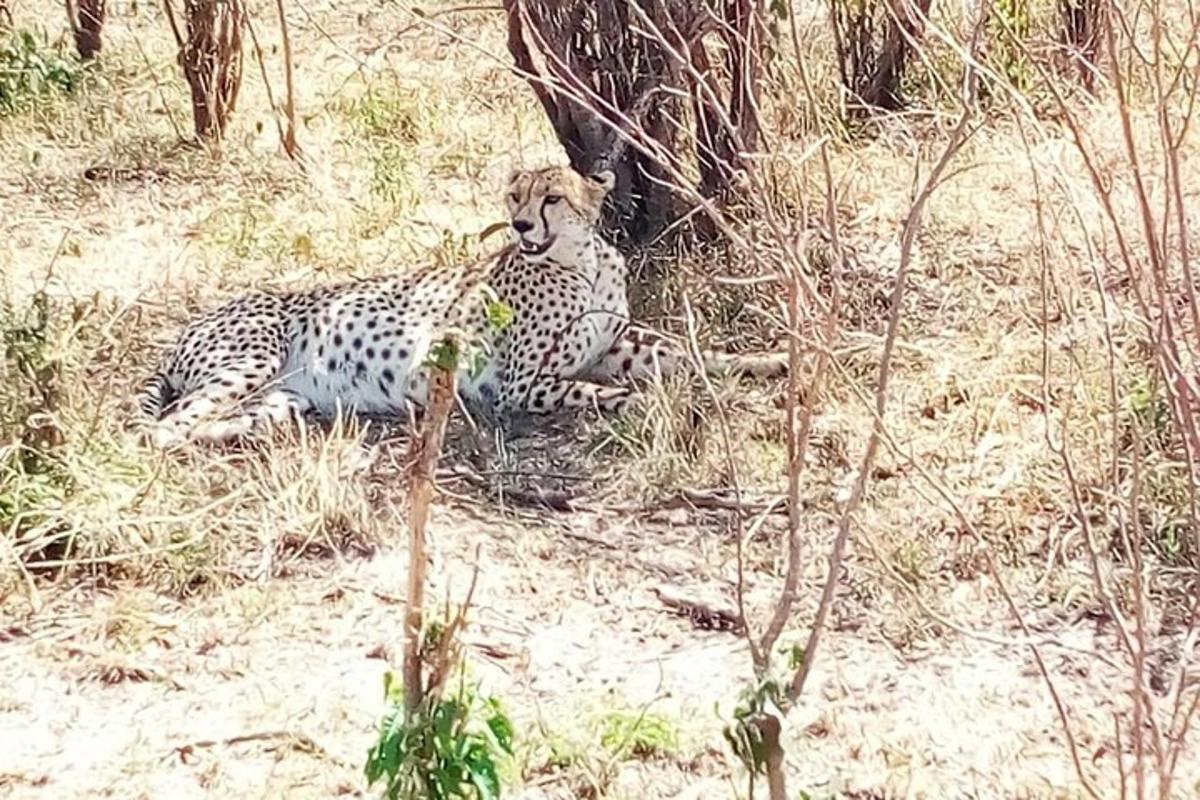 a couple of cheetahs laying in the grass