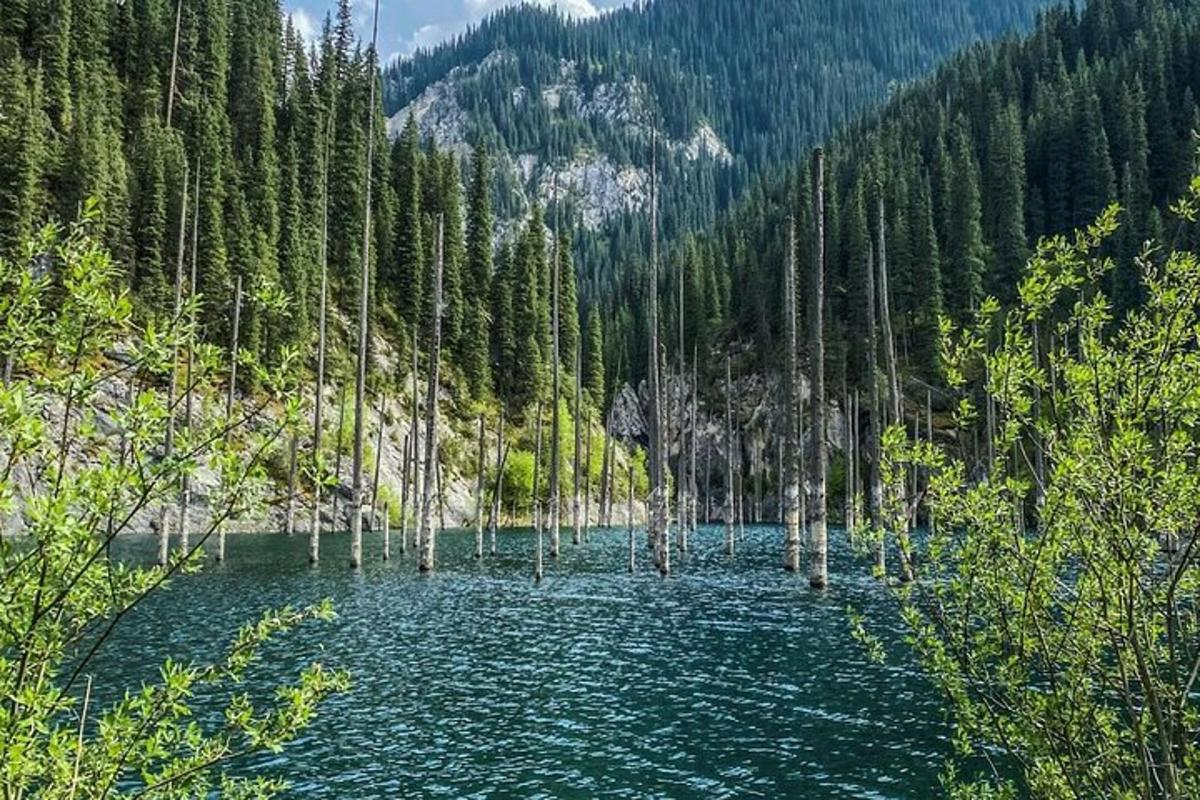 a lake with trees in the middle of a forest