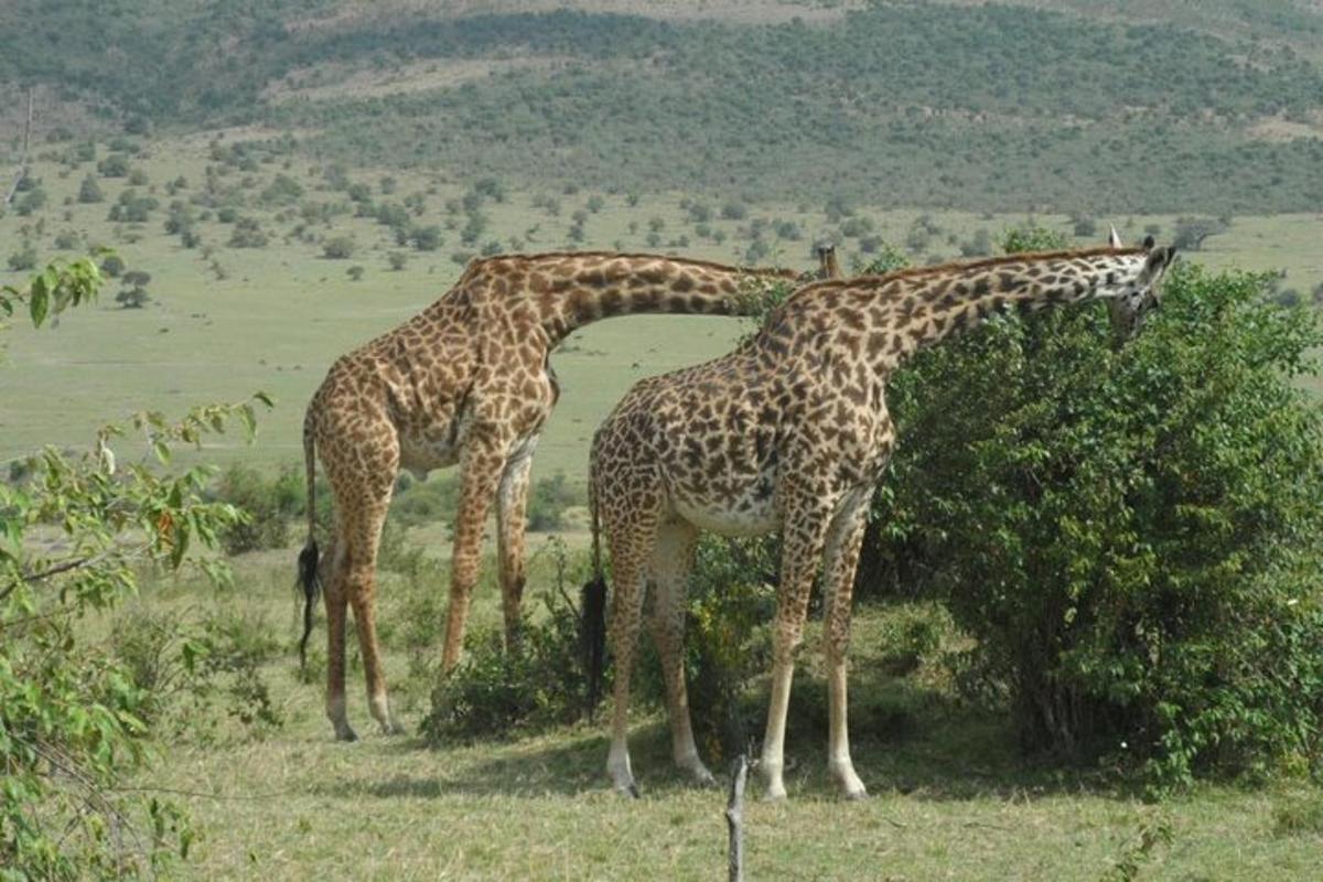 two giraffes eating leaves from a tree in a field