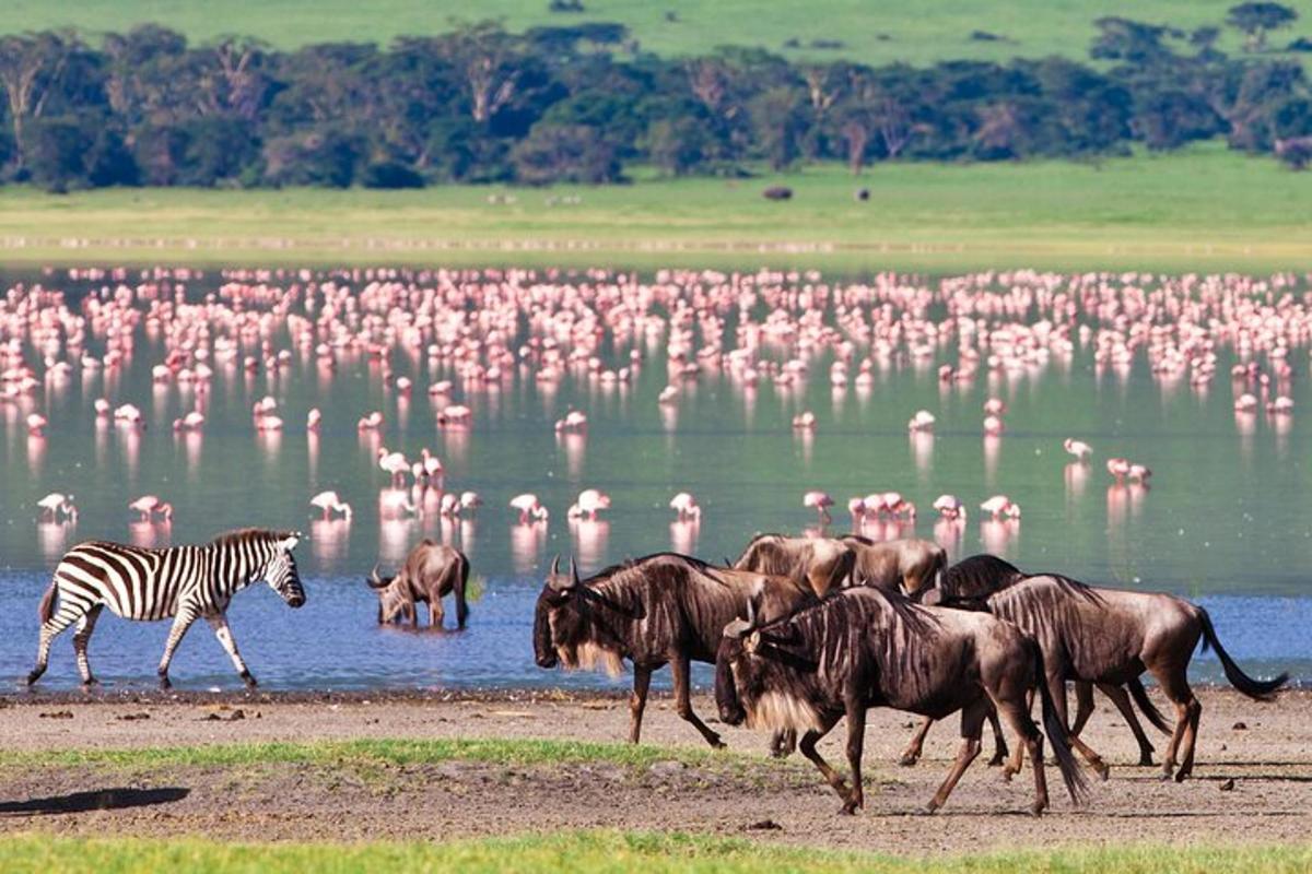 Una manada de animales y flamencos caminando frente al agua