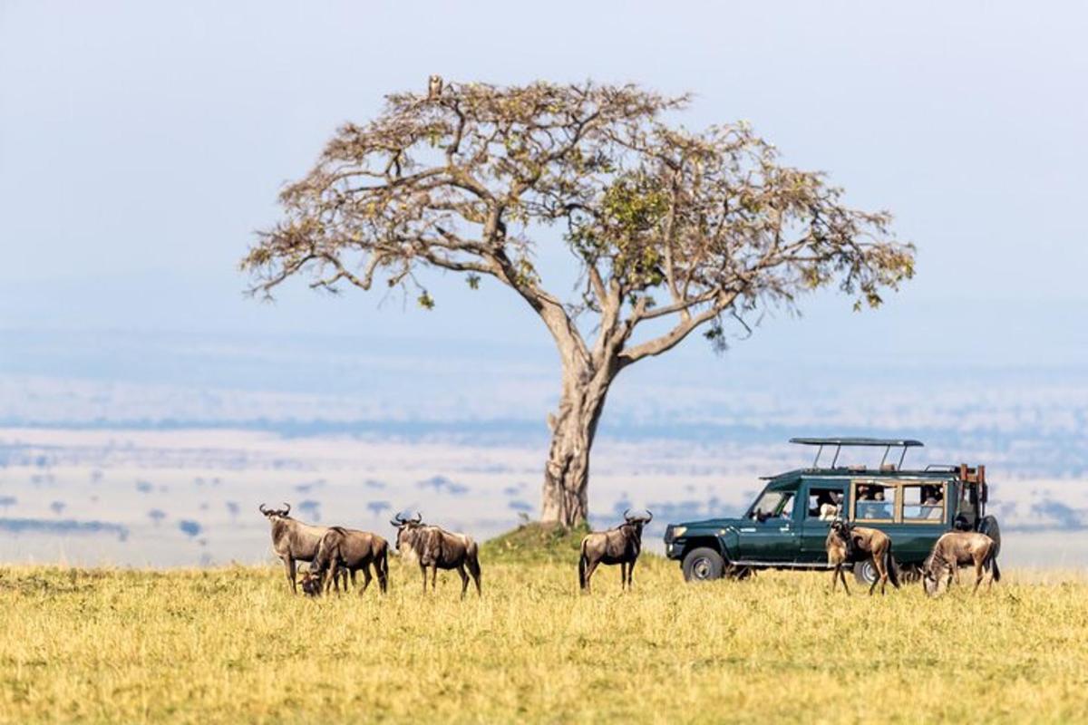 Un camión verde en un campo con una manada de animales.