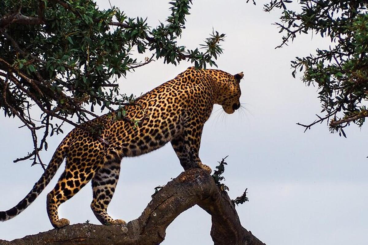 un lleopard dempeus a la part superior d'una branca d'arbre