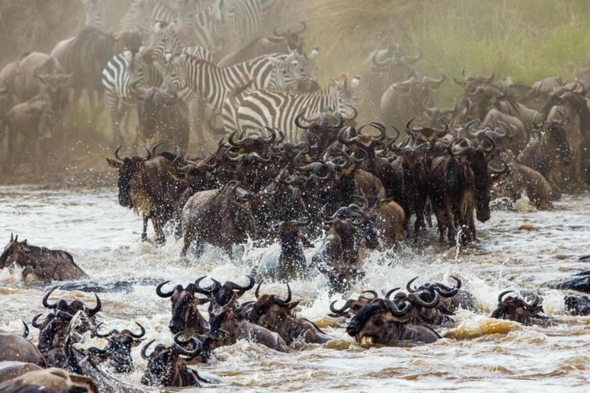 un ramat de zebres i altres animals creuant un riu