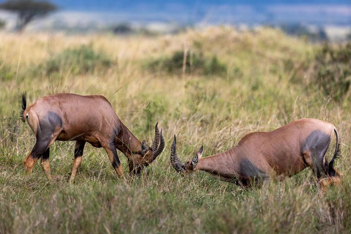 dos animals pasturant en un camp d'herba alta