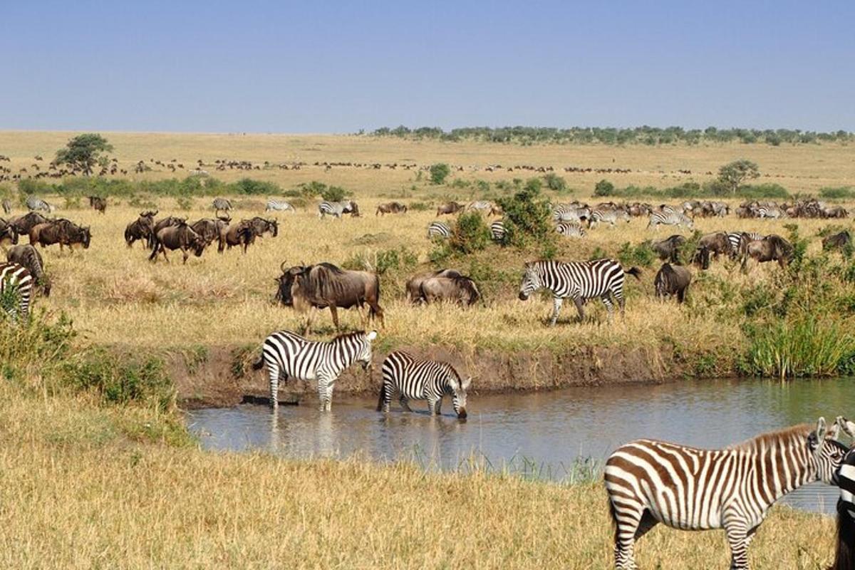 una mandria di zebre e altri animali che bevono da un fiume