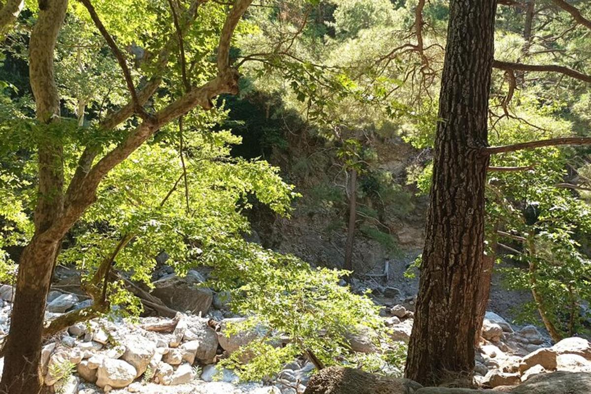 un riu amb roques i arbres en un bosc