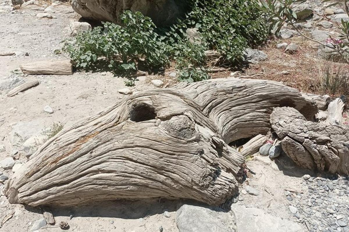 un gran tronc de fusta estirat a terra