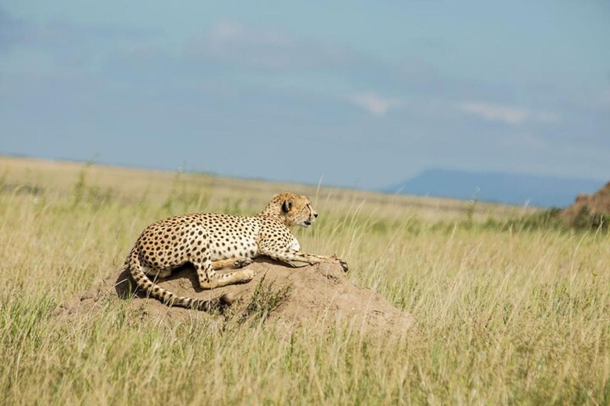 a cheetah laying on a rock in a field