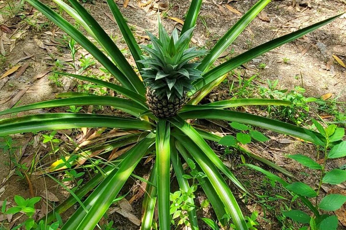 isang halaman ng pinya na may berdeng dahon sa lupa