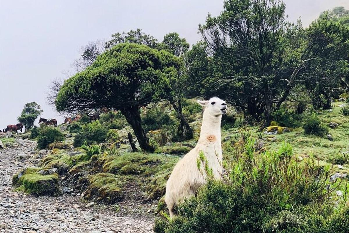 lammas seisab künkal, taustal puud
