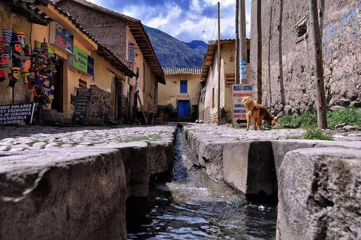 un cane in piedi sul ciglio di una strada