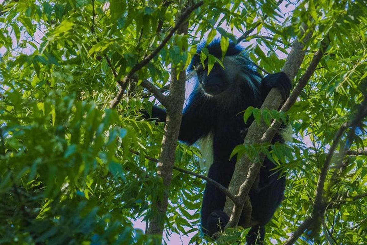 um pássaro azul está sentado em um galho de árvore